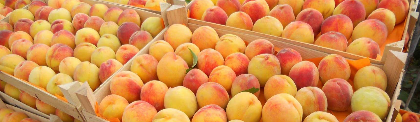 «Aviasozlar Dehqon Bozori» AJ